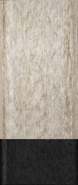 BG-Seashell on White